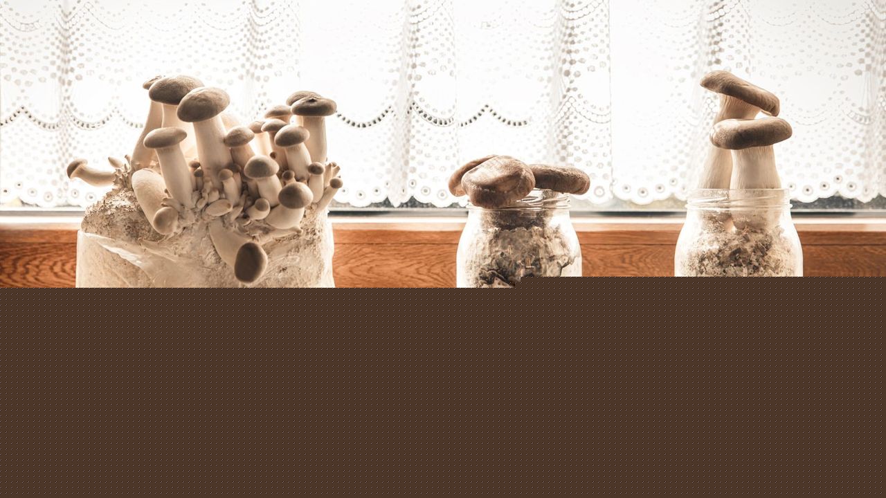 How to grow mushrooms at home: A beginner's guide