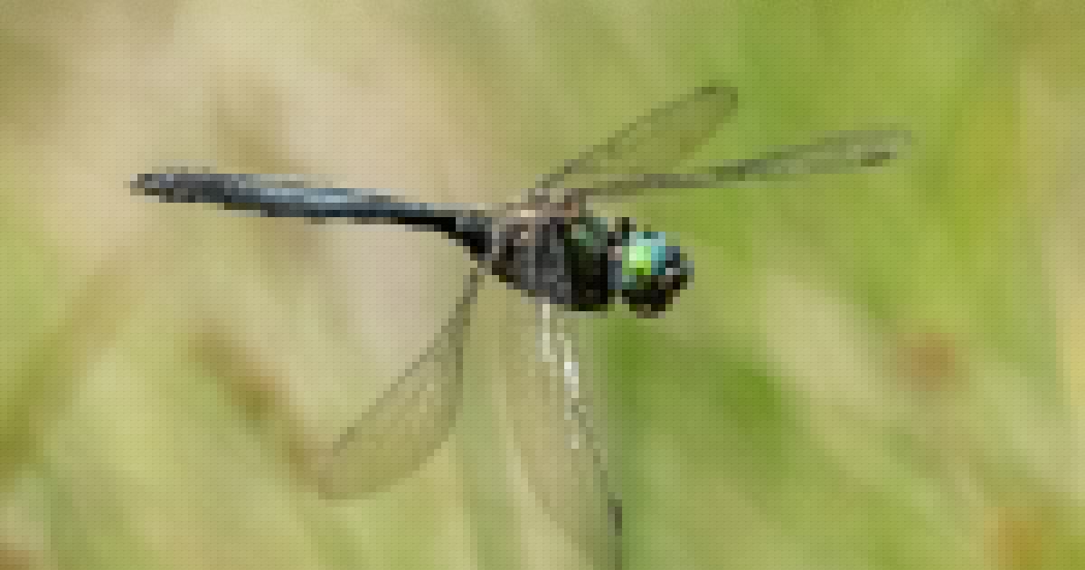 Im Nationalpark - Ehrenamtliche erfassen seit 20 Jahren alle Arten