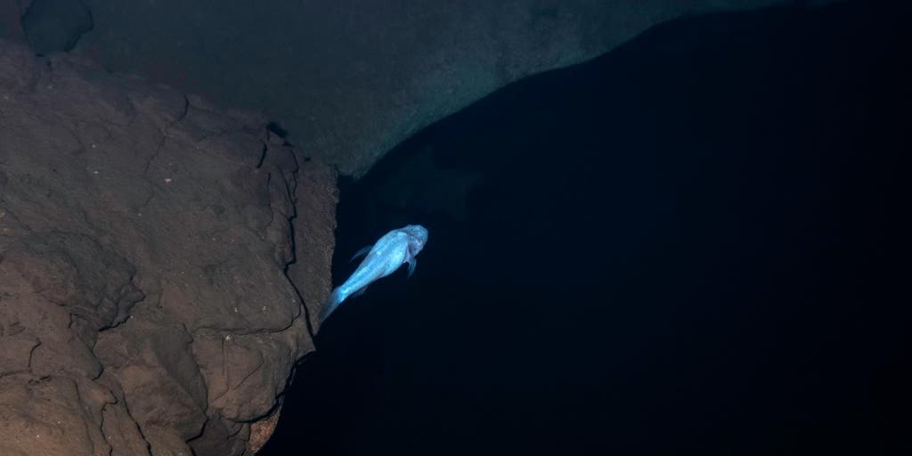 Hidden in plain sight: Scientists discover 'demon' cavefish tucked away in Alabama cave