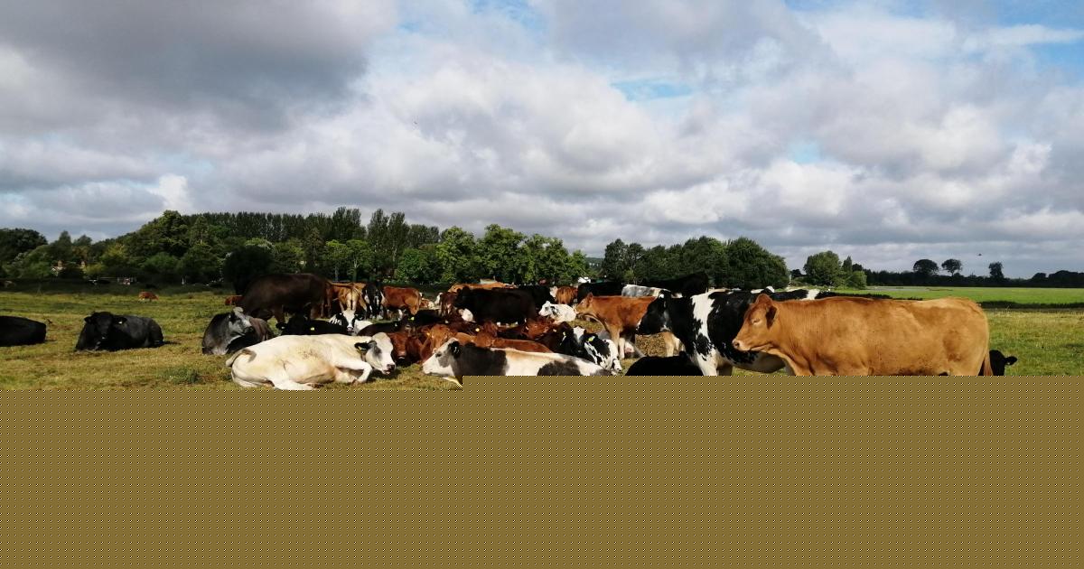 Council issues warning after cows die in Port Meadow from eating rubbish