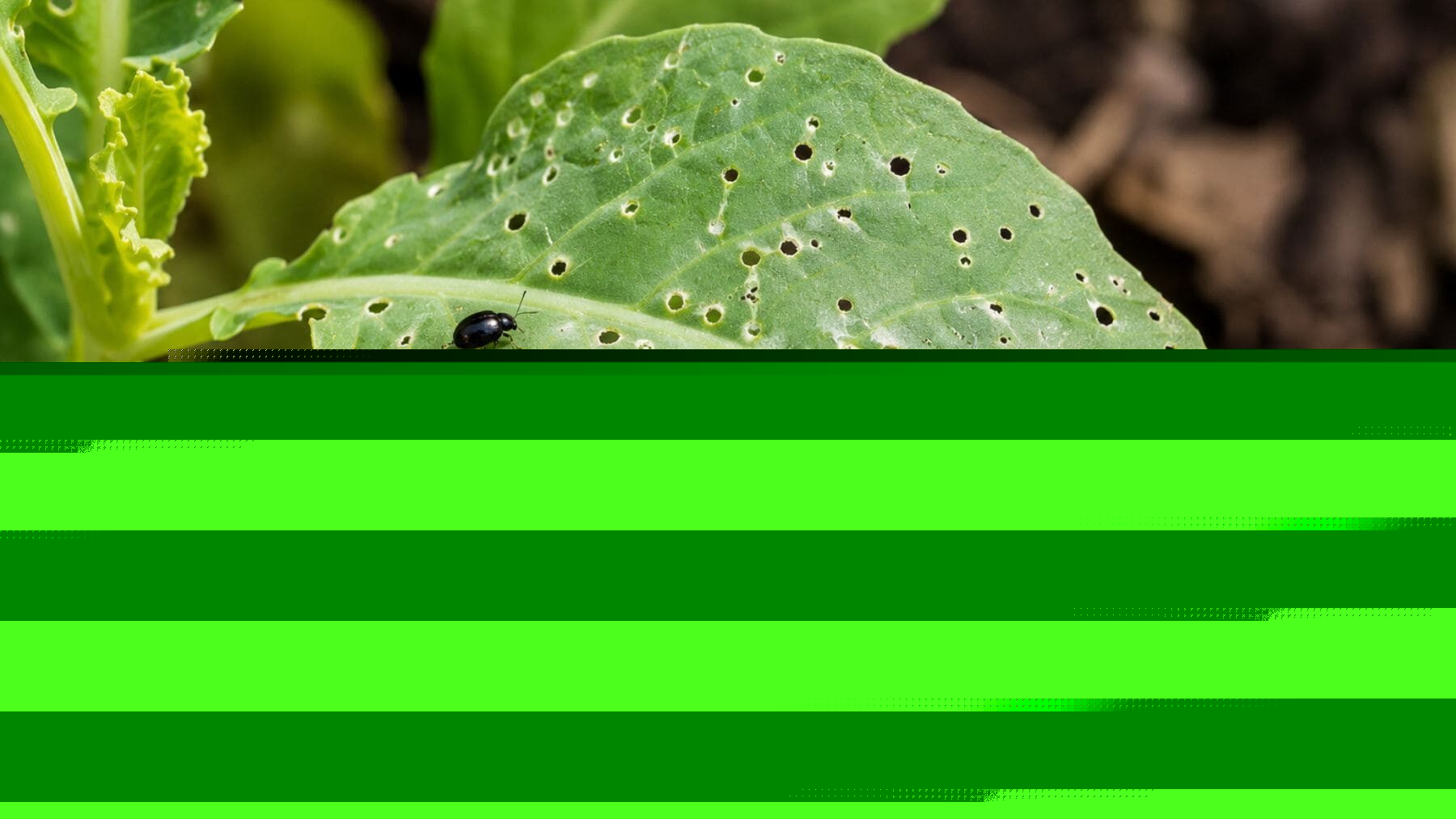 Los expertos en jardinería coinciden: los pequeños agujeros en las hojas casi nunca los causan los caracoles; en realidad la causa suele ser más sencilla de explicar