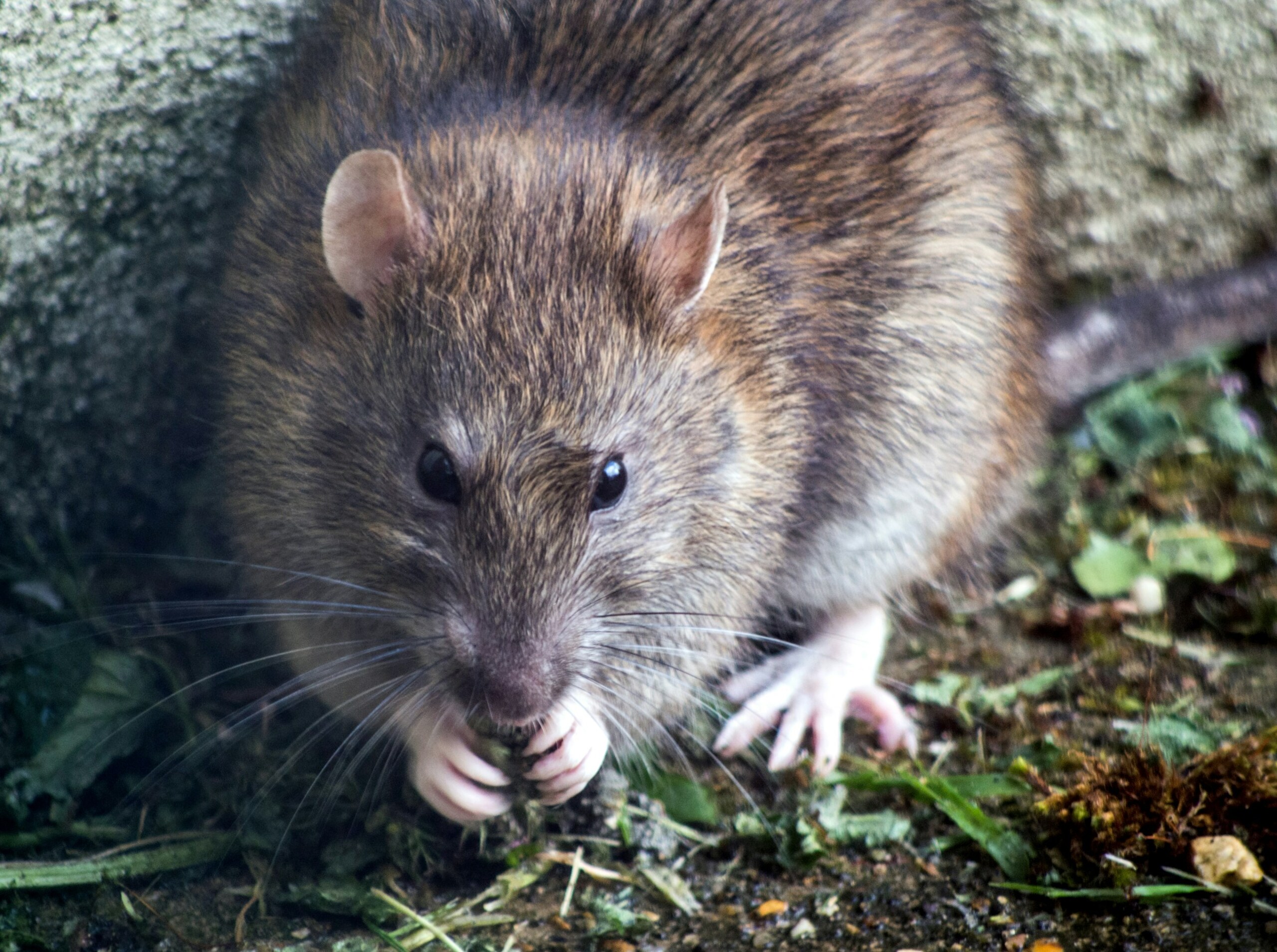 Rodent Waste Recall: Cheerios Recalled Alongside Pringles, Nutella and Other Products Over Rodent and Bird Droppings
