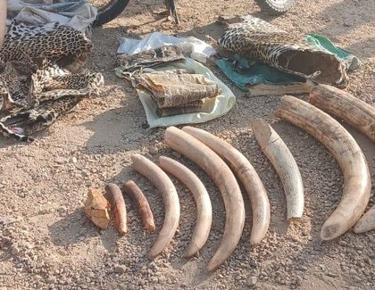 Three suspects arrested with wildlife trophies in Turkana