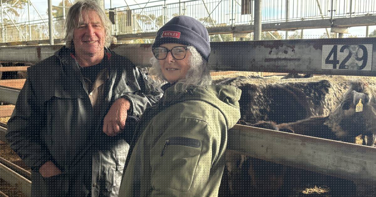 'Off the pace': cattle prices slip at Mortlake despite high-quality yarding