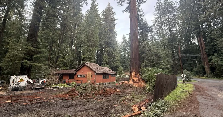 Five Old-Growth Redwoods Were Cut Down in Lower Redway. How Could That Happen?