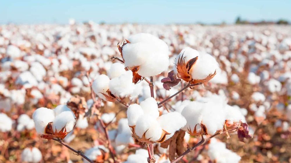 Pakistan’s Cotton Production Stable As Sindh Takes Lead Over Punjab