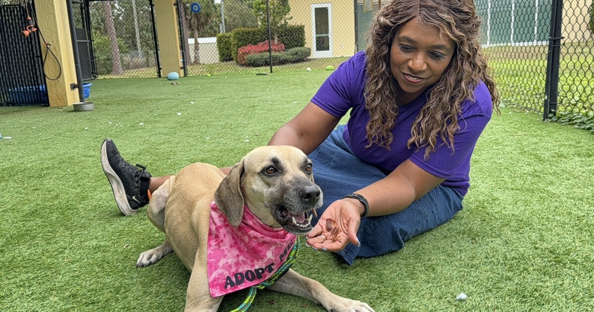 These WPTV Underdogs are up for adoption this winter at a local shelter