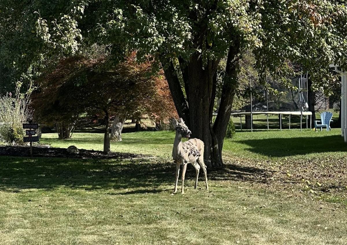 Nature or Nightmare? Creepy Deer Are Making New Yorkers Do a Double Take