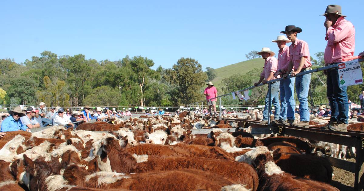 Iconic Mountain Calf Sales reshuffled in major animal welfare move