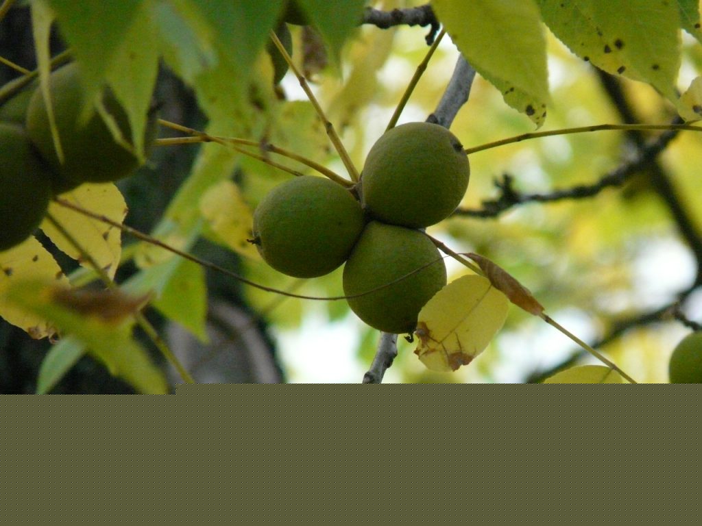 Comment on How to grow black walnut trees from seed by John rabeler