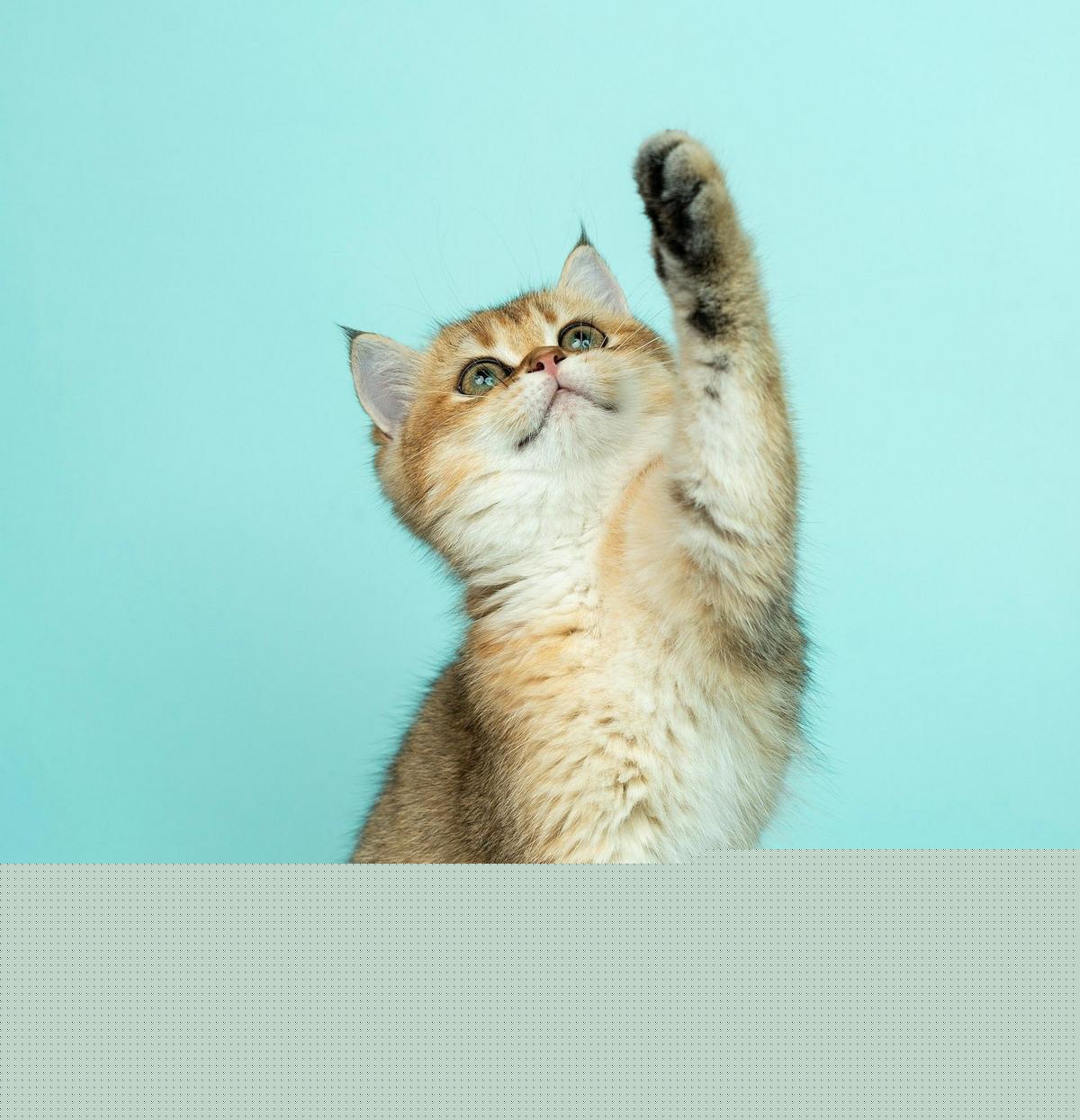 New Louisiana Cat Cafe' Opening This Fall