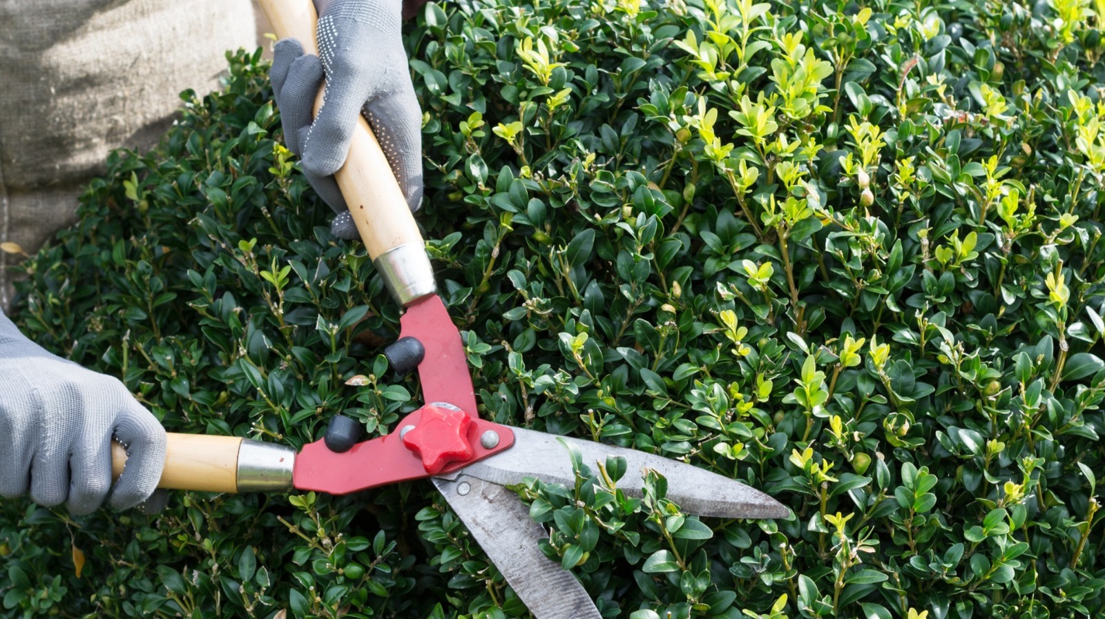 Should You Trim Boxwoods In The Fall Or Wait Until Spring? Here's What We Found