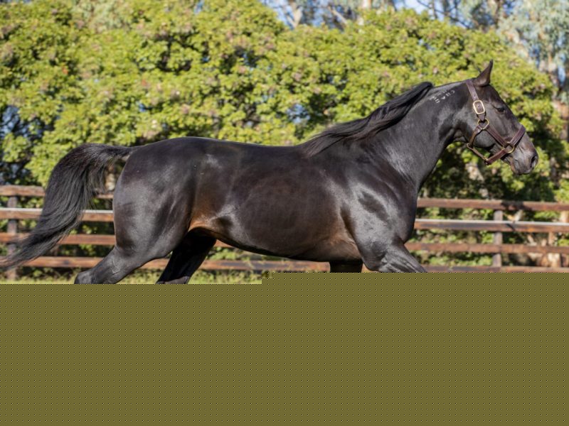 Colonial stallions stamp their class