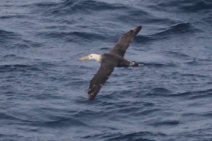 Các nhà khoa học kinh ngạc trước chim biển Galápagos lạc đường 3.000 dặm đến California