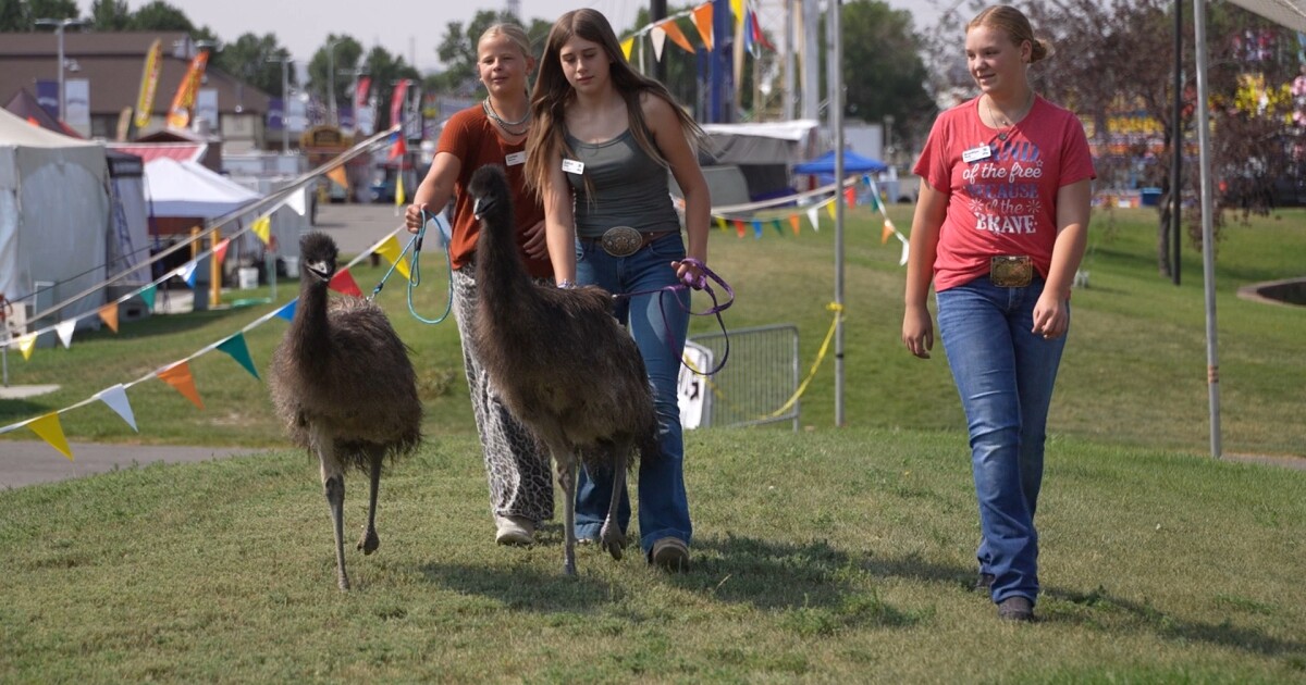 Worden girl brings emus to MontanaFair for the first time