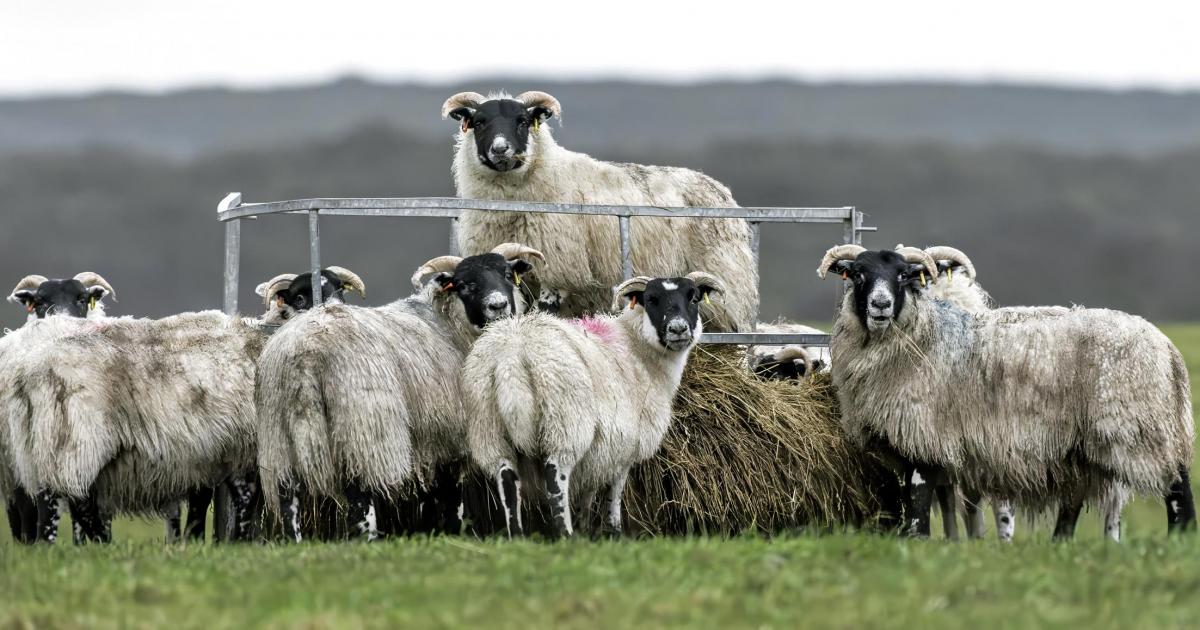 A closer look at Blackies at Pitroddie near Scone