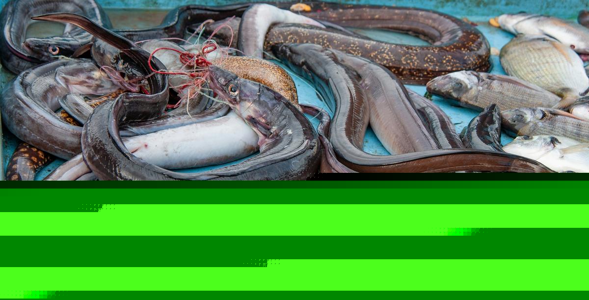 Illinois Fishermen Catch Massive Eel in the Mississippi