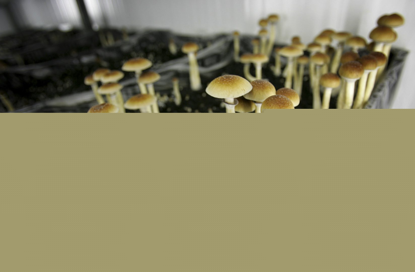 Pa. House Democrats consider ‘magic mushrooms’ as mental health treatment