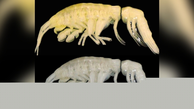 New Deep-Sea Predator Discovered Nearly 8,000 Meters Down in the Atacama Trench