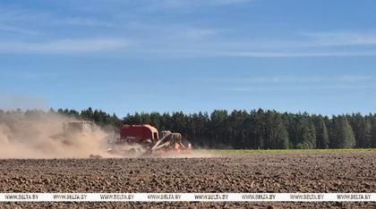 Belarus sows nearly half of planned area with winter grains