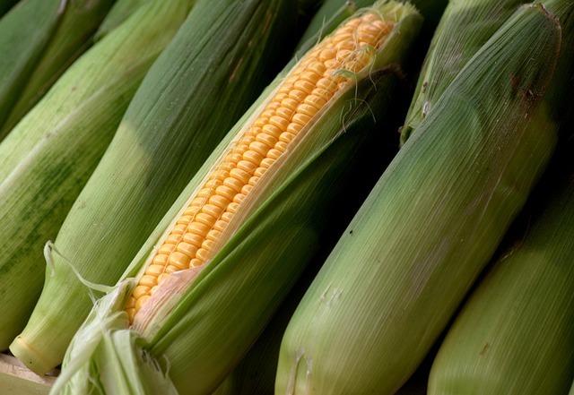 Syngenta: Magyarország továbbra is vezető szerepet tölt be az európai csemegekukorica-termesztésben