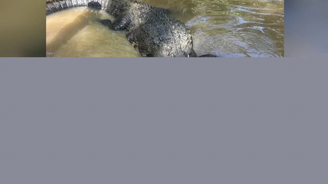11-foot alligator's shooting death under criminal investigation