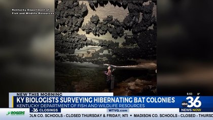 Biologists monitor Kentucky’s hibernating bat population
