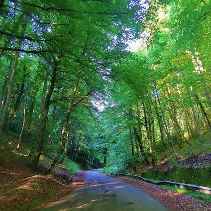 PSR Puglia, contributi forestali: ricorso “bocciato” dal Consiglio di Stato per un vizio formale