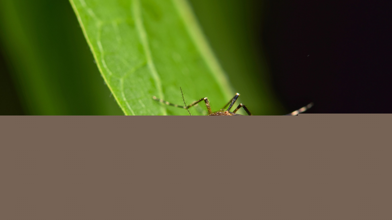 Harder To Repel: How The U.S. Accidentally Developed More Resistant Mosquitoes