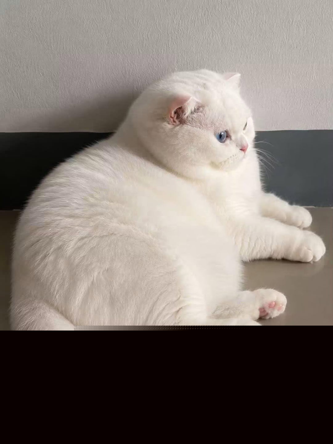 Cats - So round