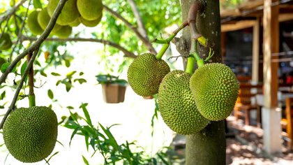 6 Cara Menanam Nangka di Pot untuk Pemula, Pakai Tips Ini Jika Ingin Berbuah Lebat dan Manis