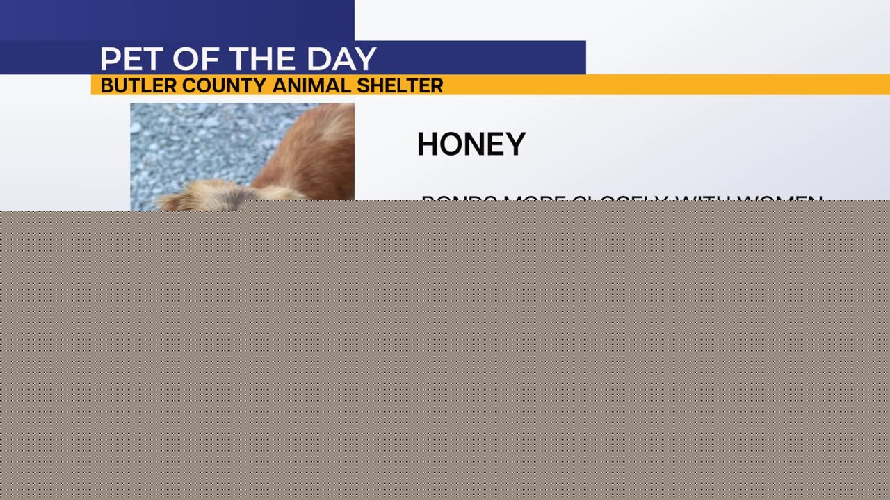 Pet of the Day: Honey