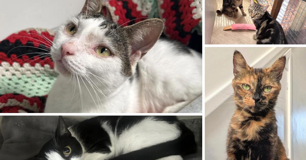 Cats Protection in Essex looking to re-home these five adorable cats