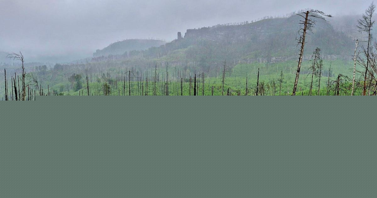 Čtyři roky po velkém požáru: Moře zeleně, novinky pro návštěvníky, postupná obnova turistických tras a pokročilý systém požární prevence