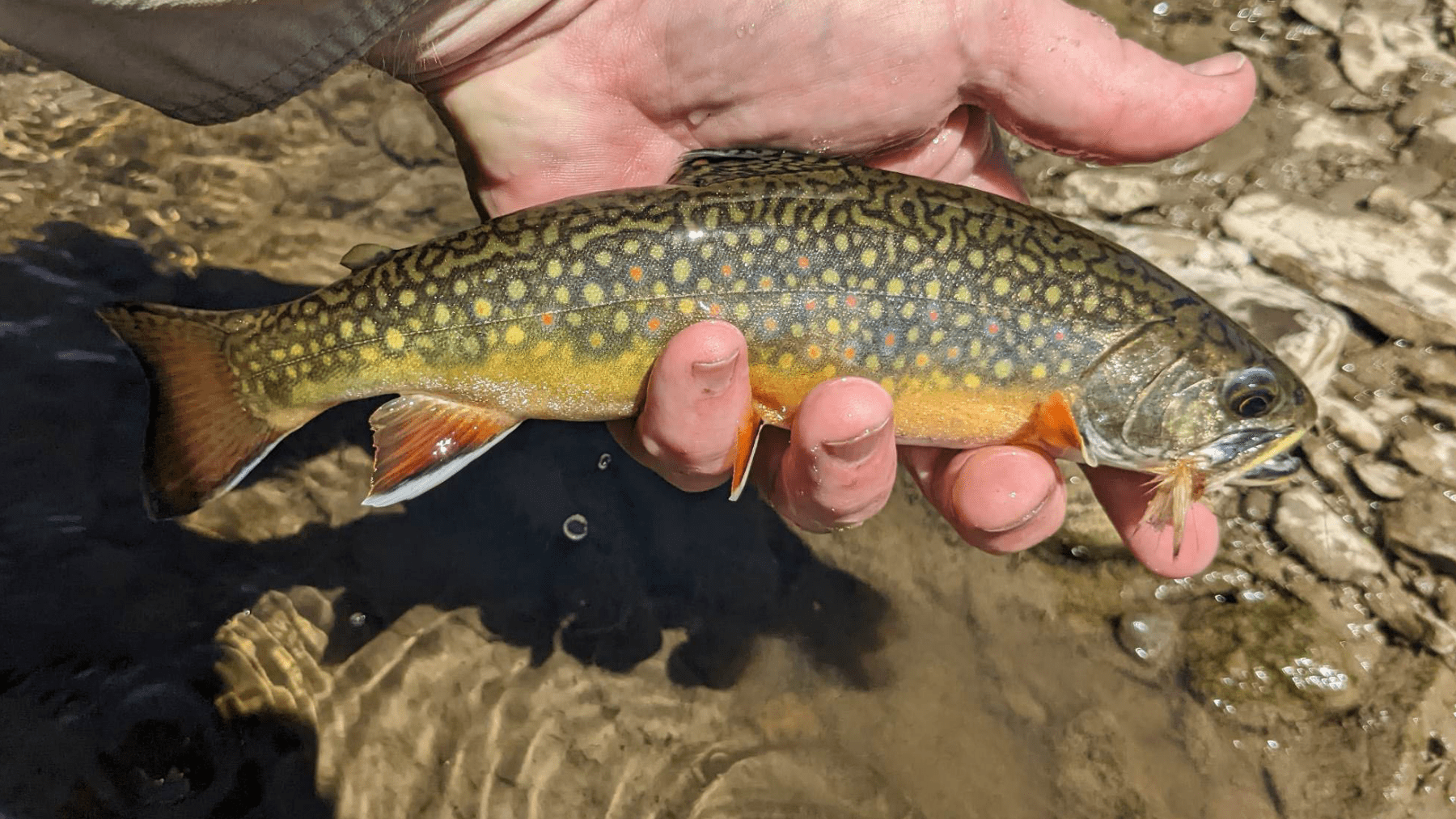 How to catch trout before the season ends
