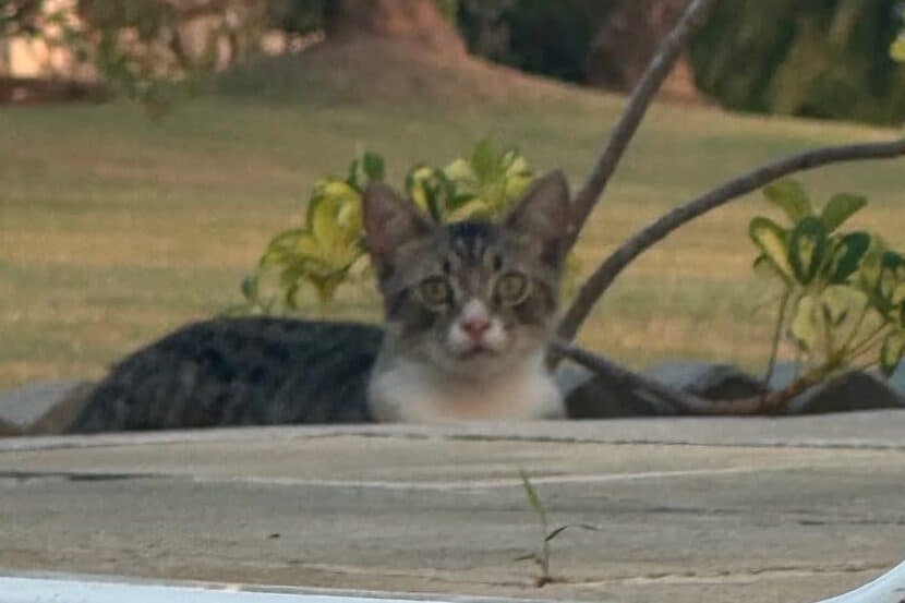 US$500 Reward Offered for Missing Cat Accidentally Released Near Willoughby Bay
