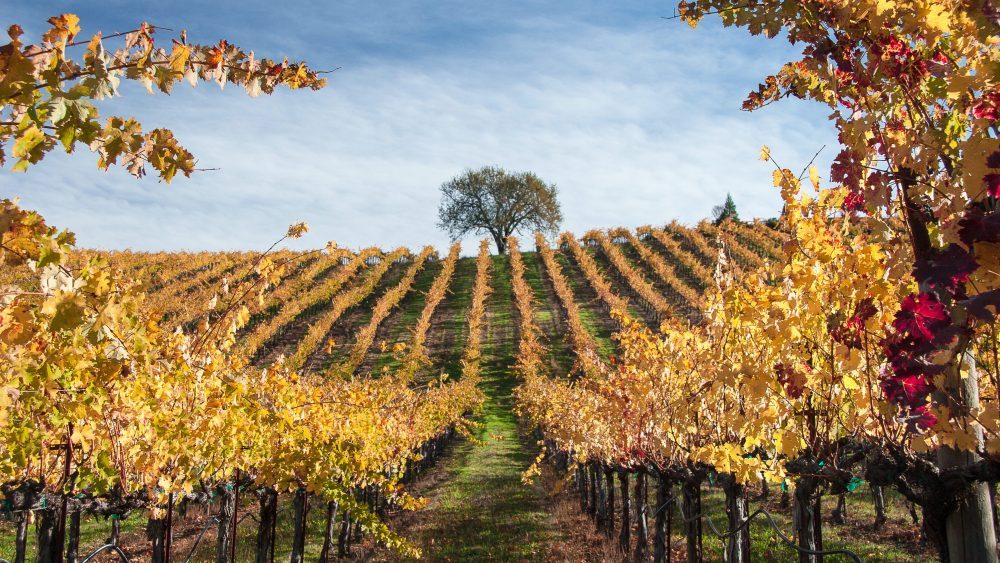Sonoma wine industry brainstorms for ideas
