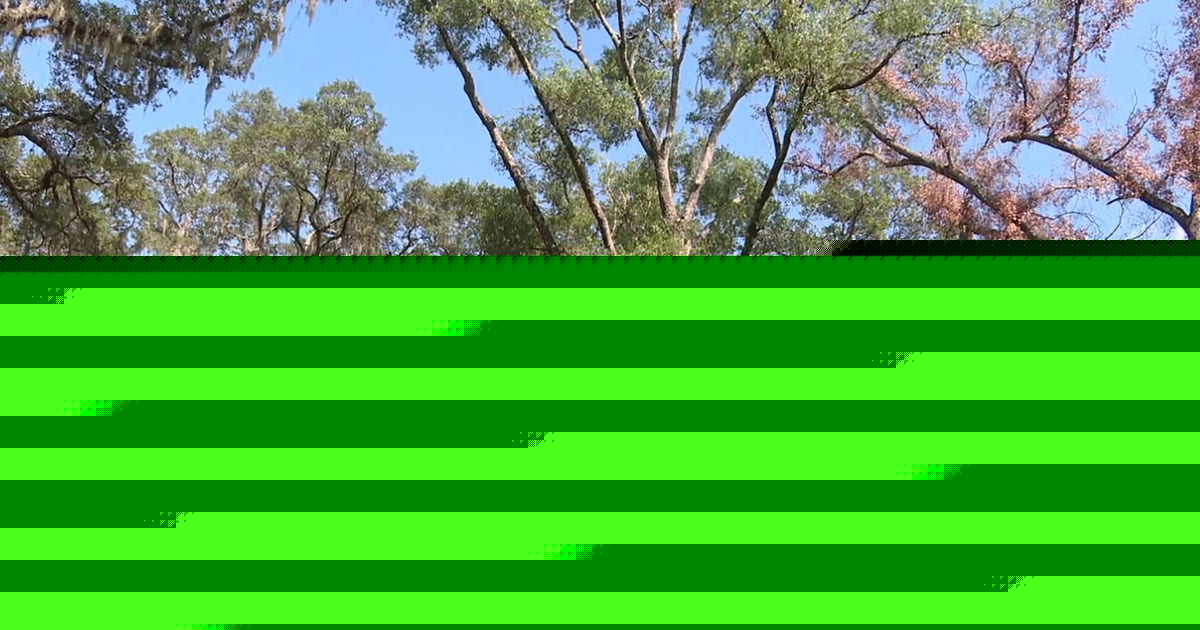 Is your tree at risk of falling this storm season?