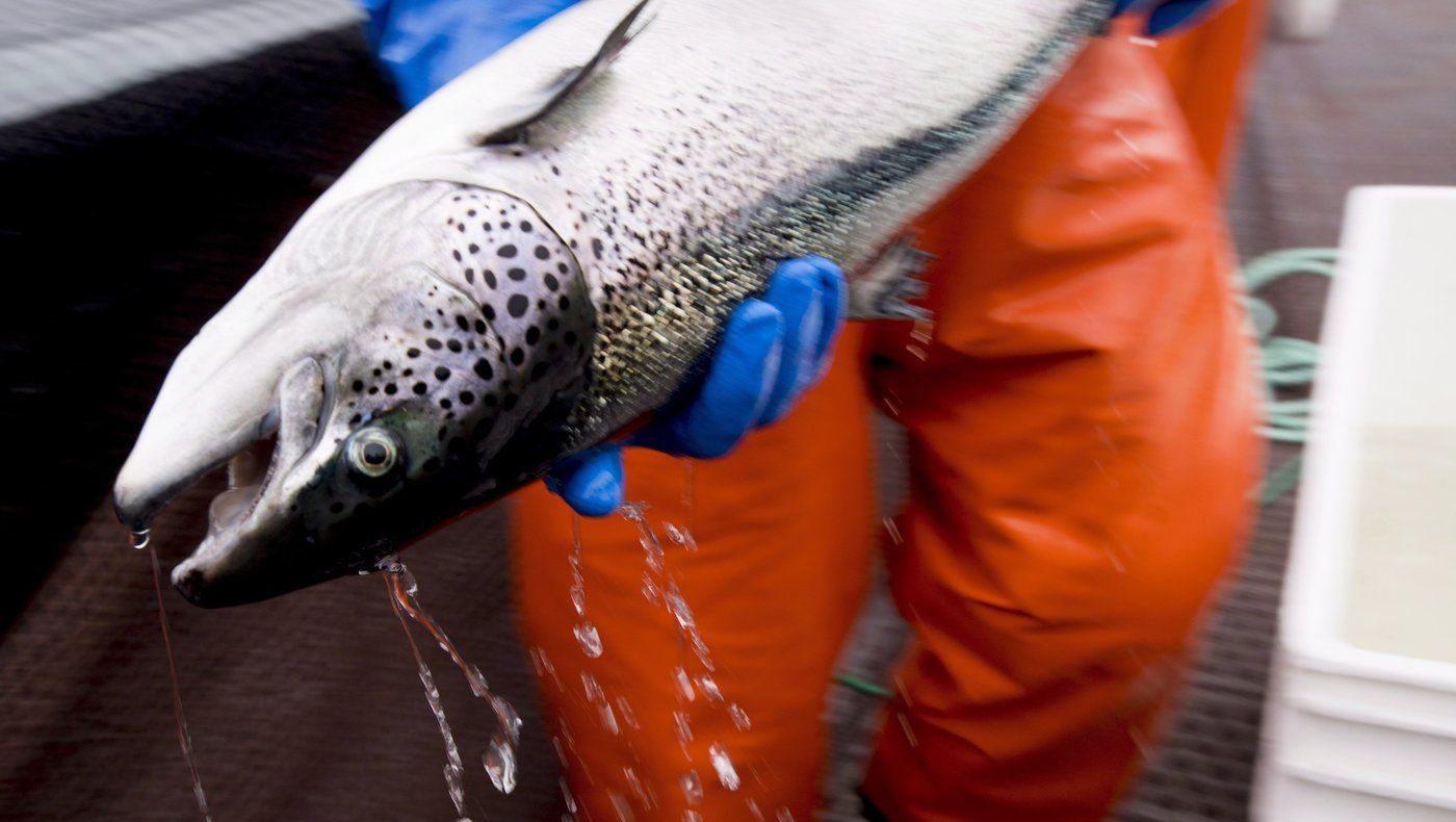 B.C. First Nations want meeting with Carney about salmon, need for open-net farm ban