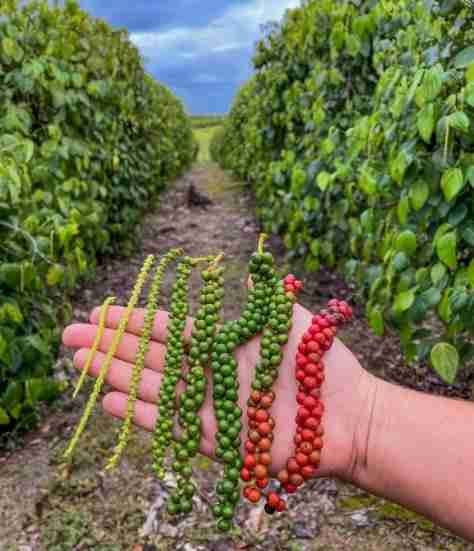 Exportações de pimenta-do-reino do Espírito Santo crescem 113% e batem recorde em 2025