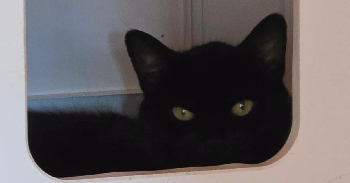 Cat found abandoned in empty flat needs 'very special' new home