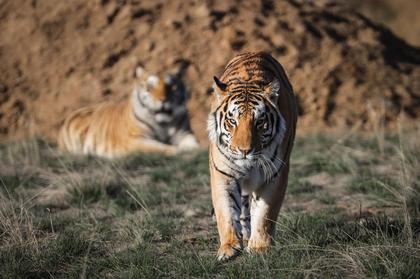 Should Oklahomans Veer Away From Handling Exotic Animals?