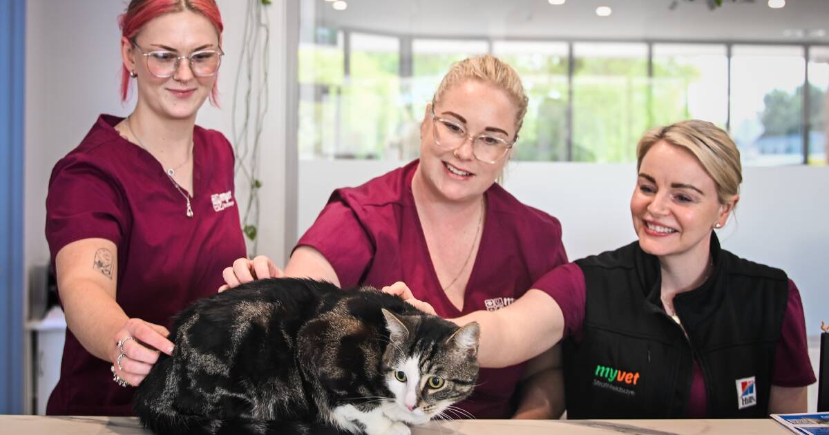 Cats rule and hopefully earn money for the region's Lifeline call centres
