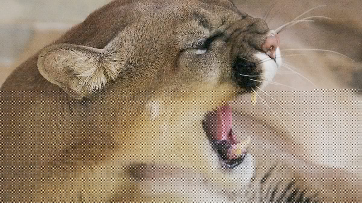 Alerta en Mazovia (Polonia) por un posible puma avistado cerca de Ciechanów