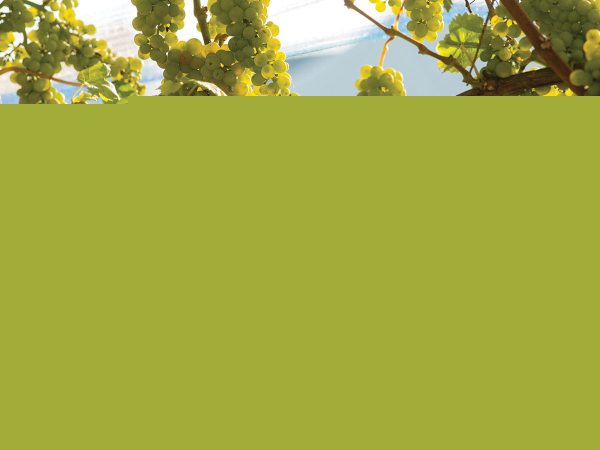 Hawke's Bay to Host Great Wine Capitals Conference 2026