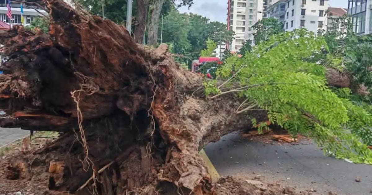 Root rot, cavity contributed to 90-year-old tree collapse, says MBPP