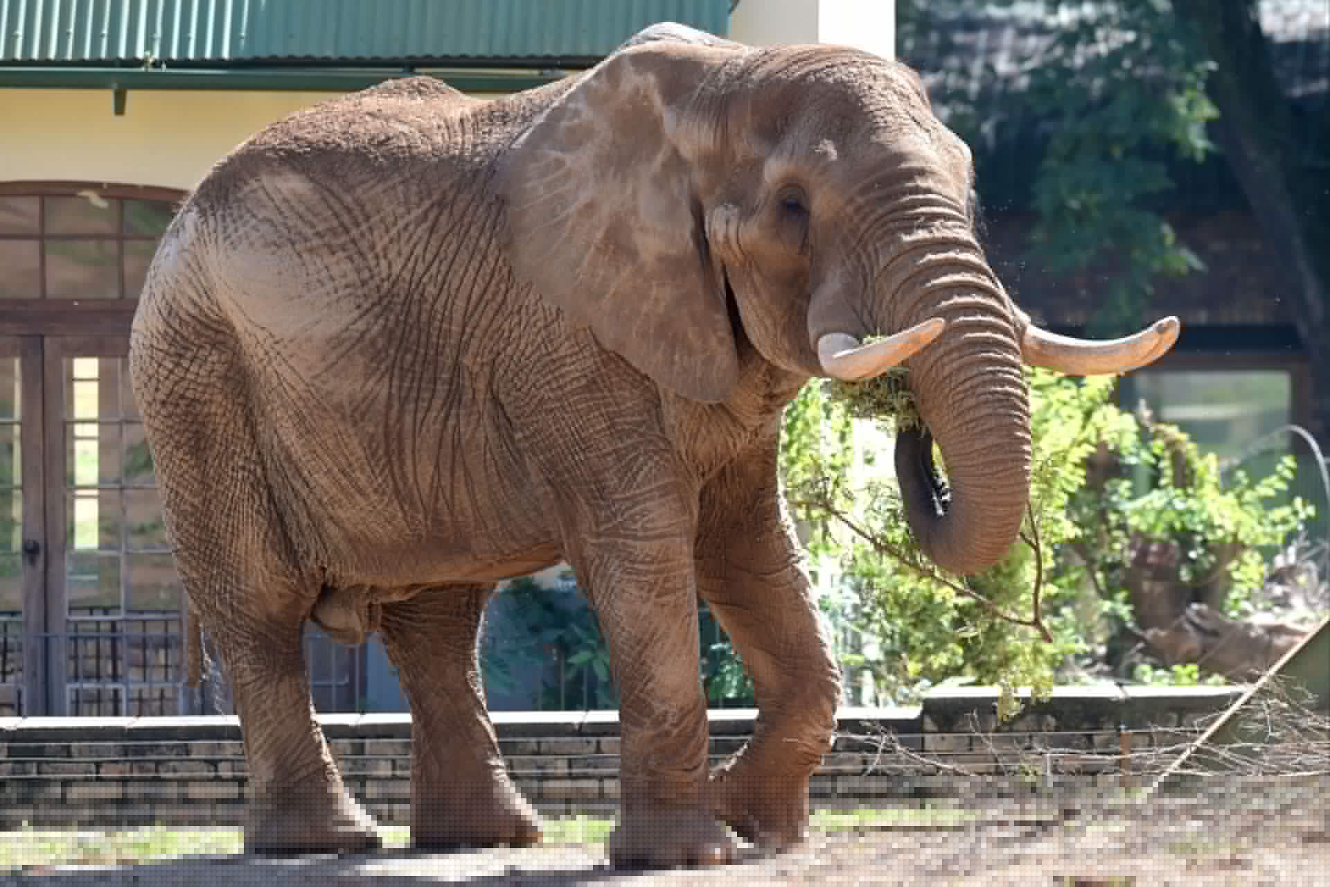 Kenya probes potential toxin after 15 elephants die in Amboseli ecosystem