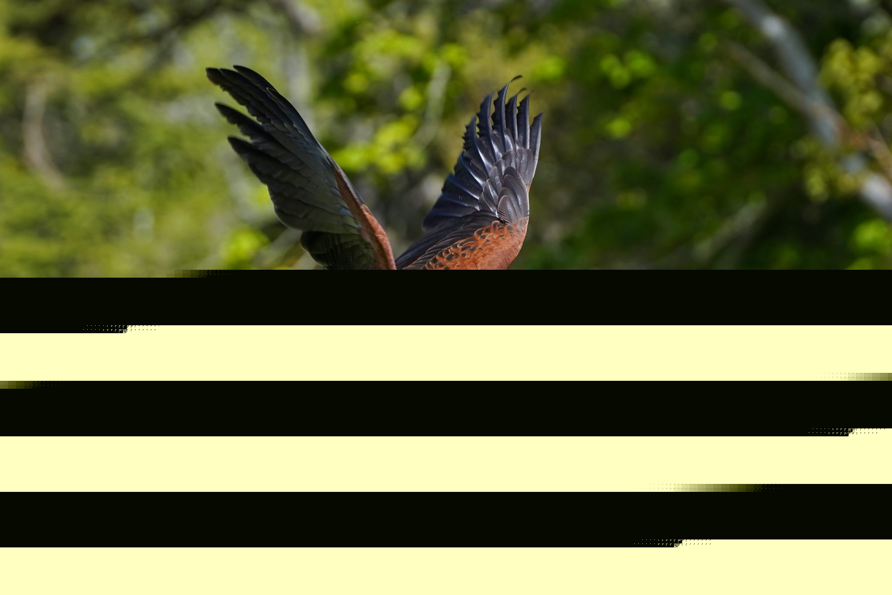 Countryside Alliance challenges falconry display cancellation