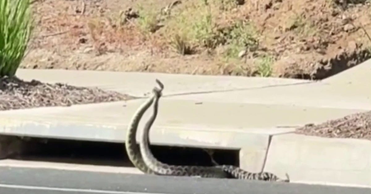 VIDEO: Rattlesnakes spotted 'combat dancing' on Southern California street