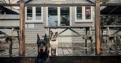 Dog friendly cafes perfect for an autumn walk